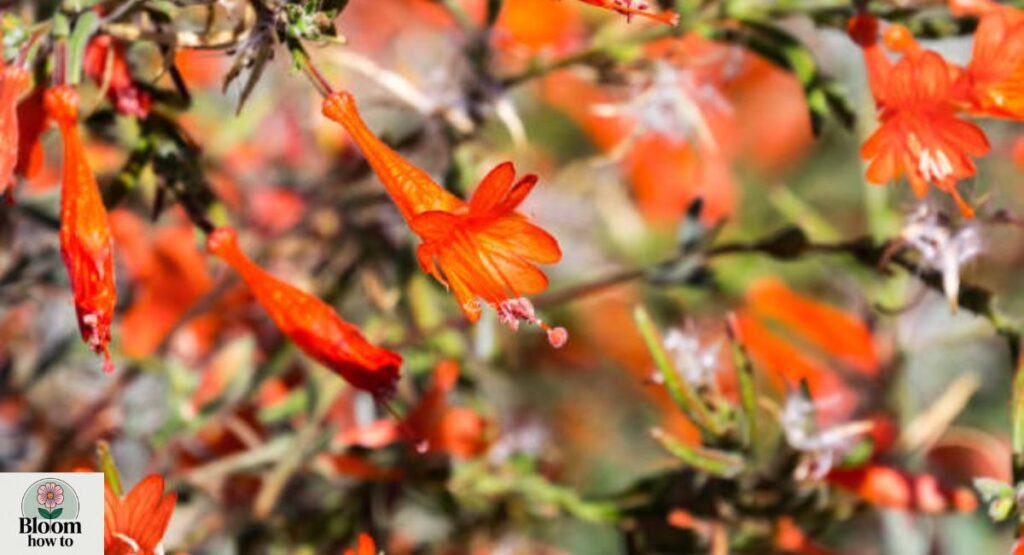 Zauschneria (California Fuchsia)