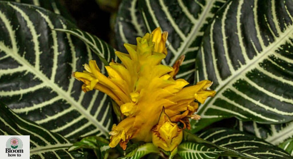 Zebra Plant Flower (Aphelandra squarrosa)