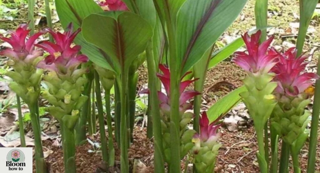 Zedoary Plant (Curcuma zedoaria)