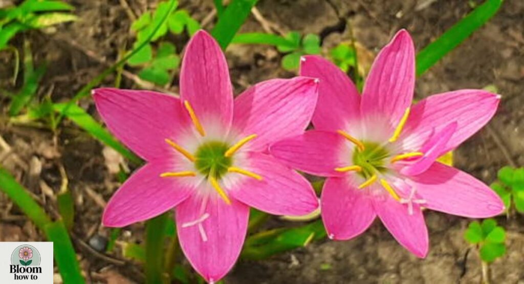 Zephyranthes (Rain Lily)