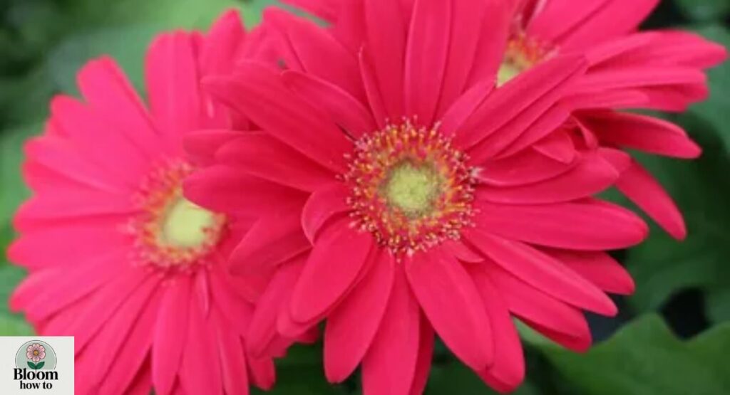 Zerbera Daisy (Gerbera jamesonii)