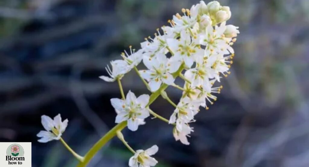 Zigadenus (Death Camas)