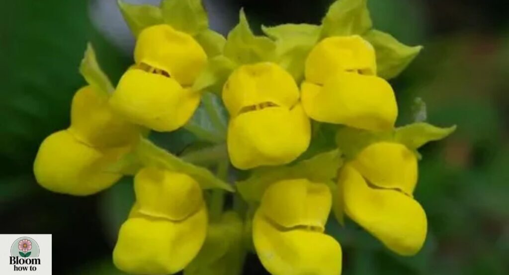 Zinc Flower (Calceolaria integrifolia)