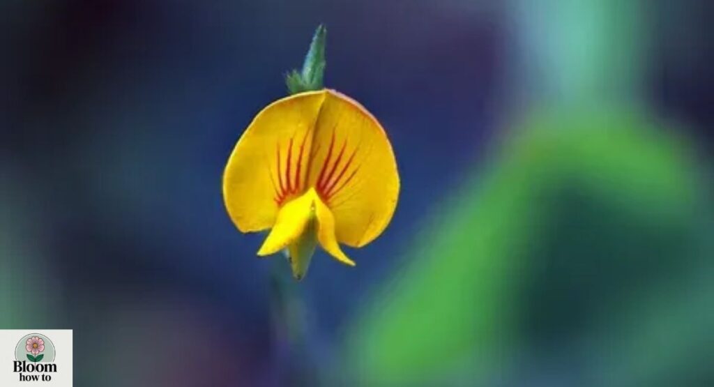 Zornia Flower (Zornia diphylla)