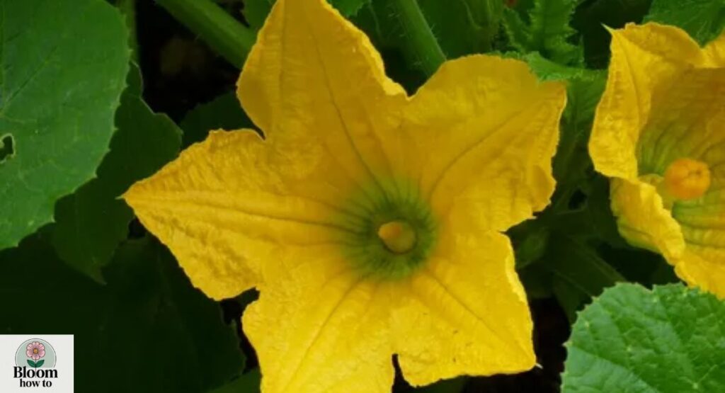 Zucchini Flower (Cucurbita pepo)