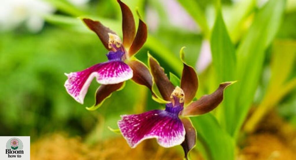 Zygopetalum Orchid (Zygopetalum spp.)