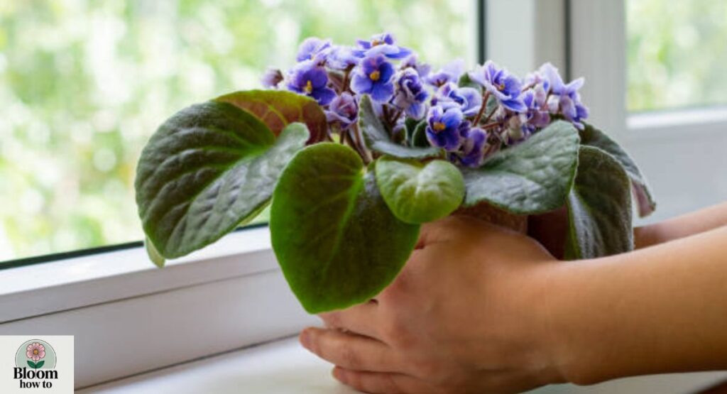 African Violet (Saintpaulia)