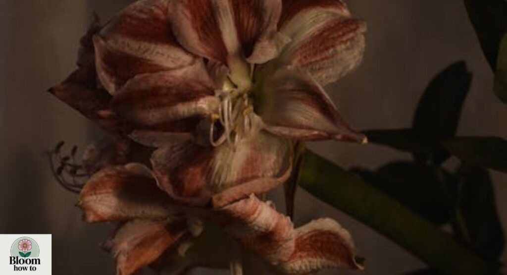 After Amaryllis Blooms Fade