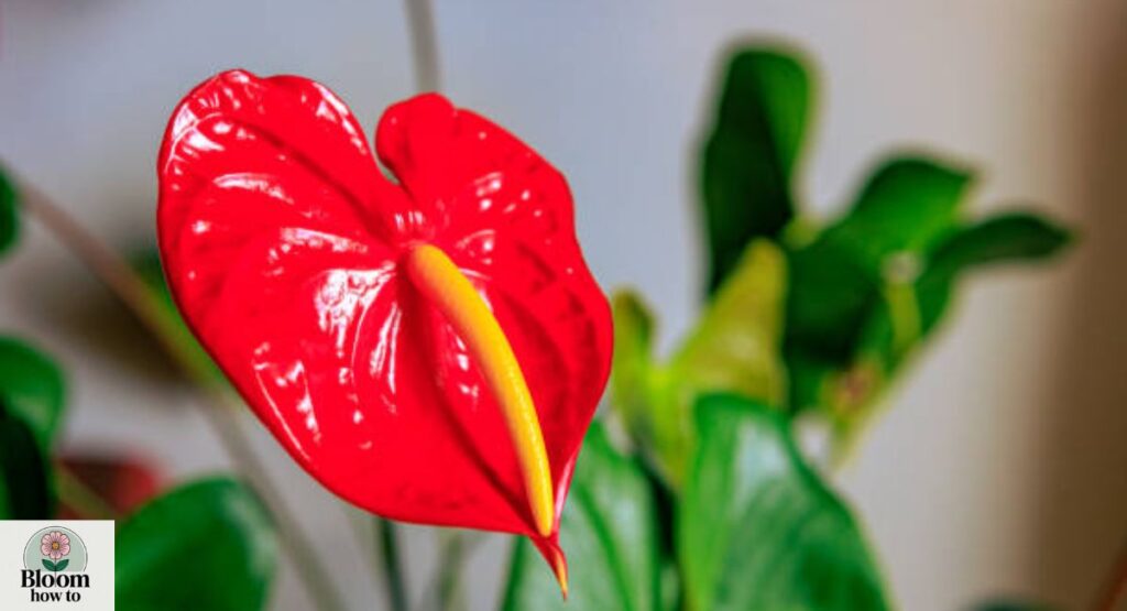 Anthurium (Flamingo Flower)