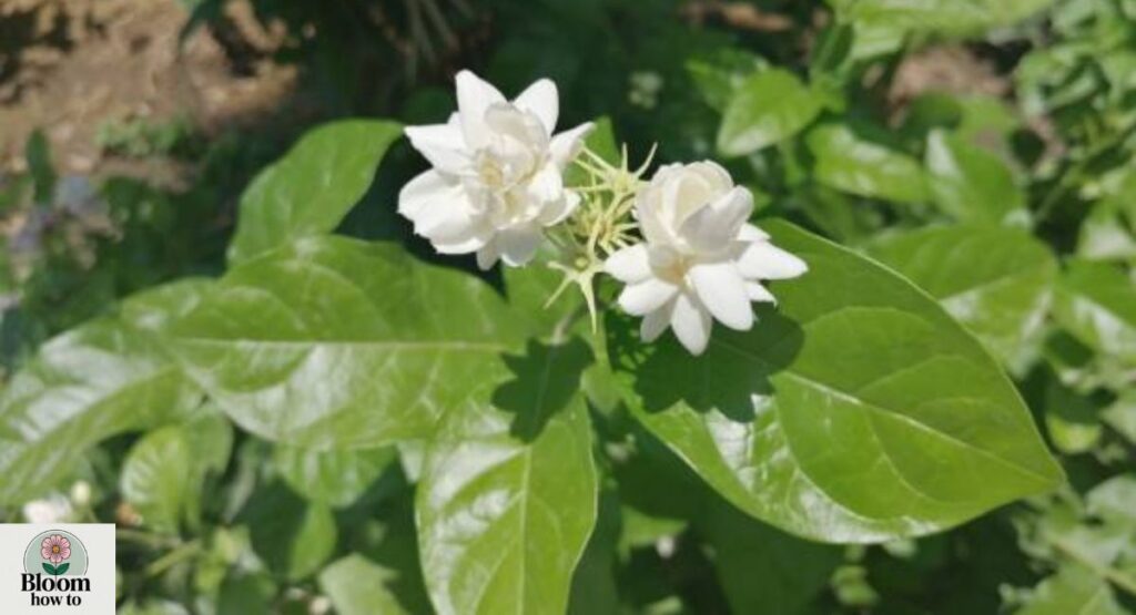 Arabian Jasmine