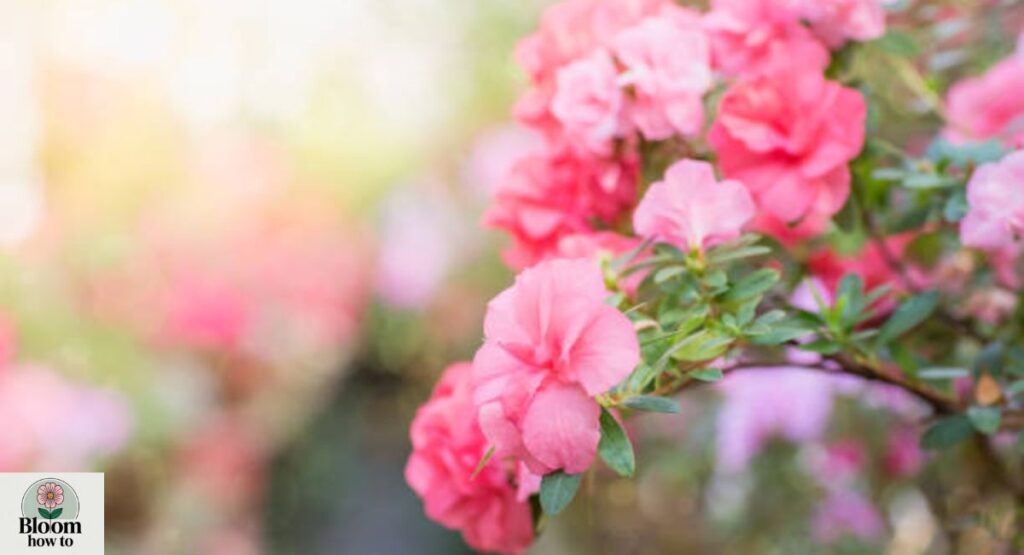 Azalea (Indoor Hybrid Varieties)