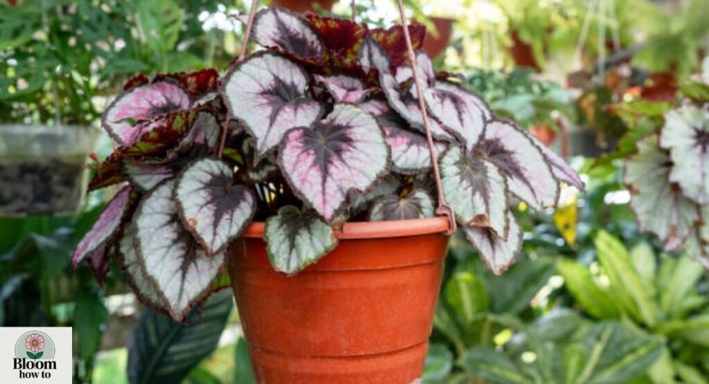 Begonia (Wax or Rex Begonia)