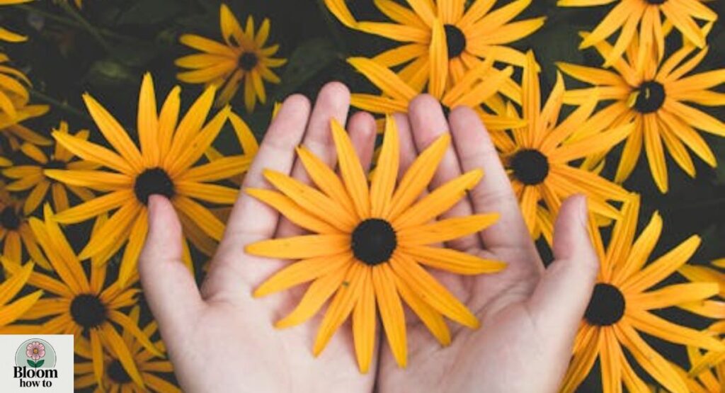 Black-Eyed Susan (Rudbeckia)