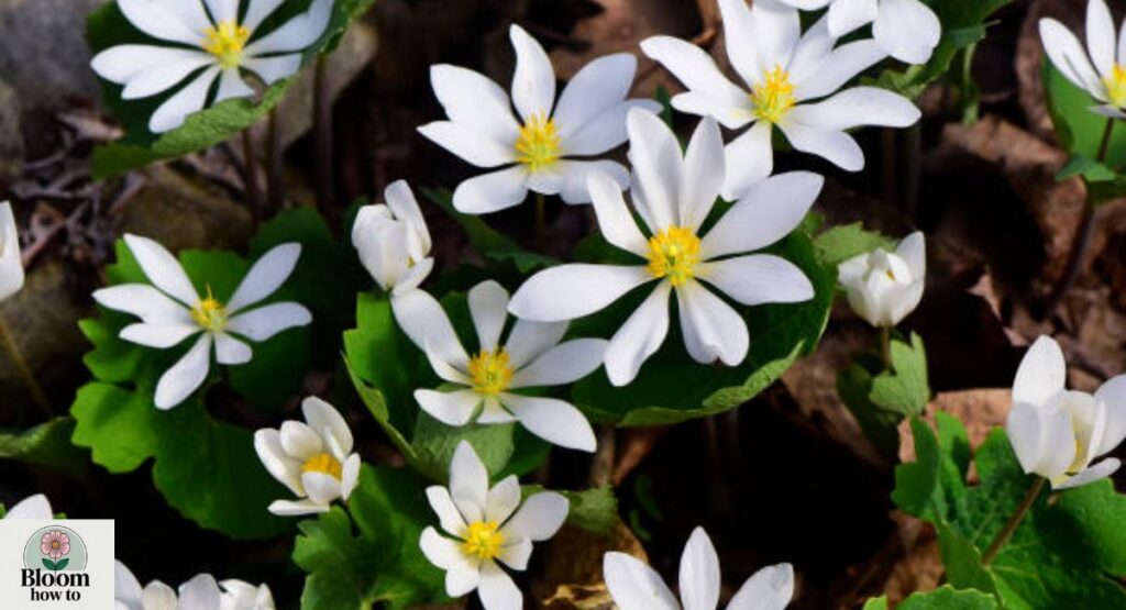 Bloodroot