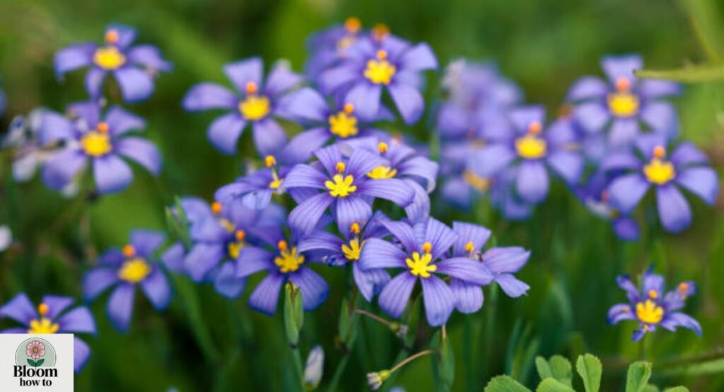 Blue-Eyed Grass