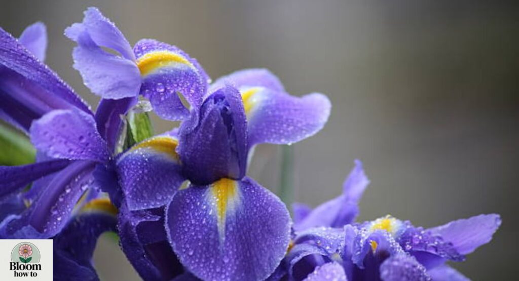 Blue Flag Iris