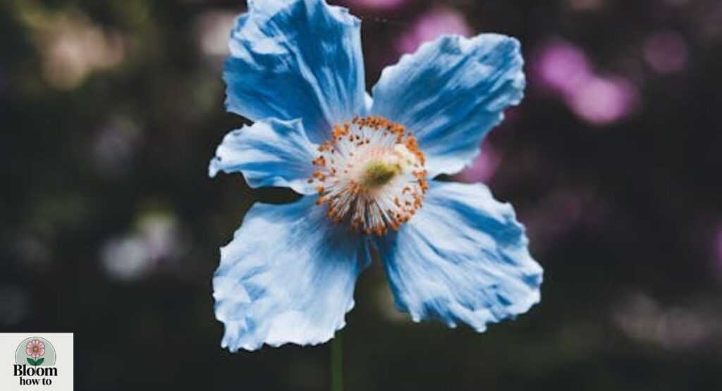 Blue Himalayan Poppy (Meconopsis betonicifolia)