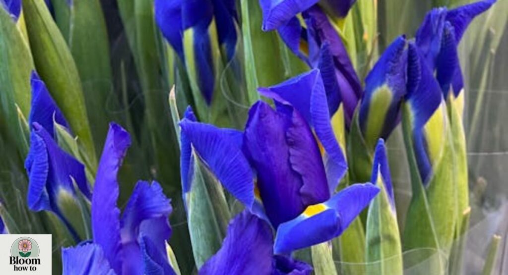 Blue Iris Flower