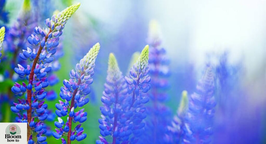 Blue Lupine