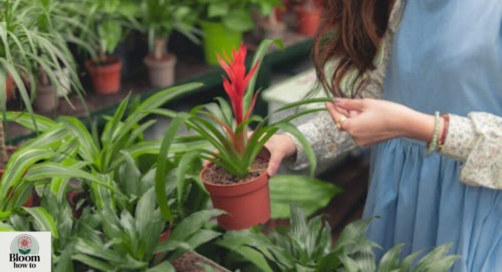 Bromeliad (Guzmania / Aechmea)