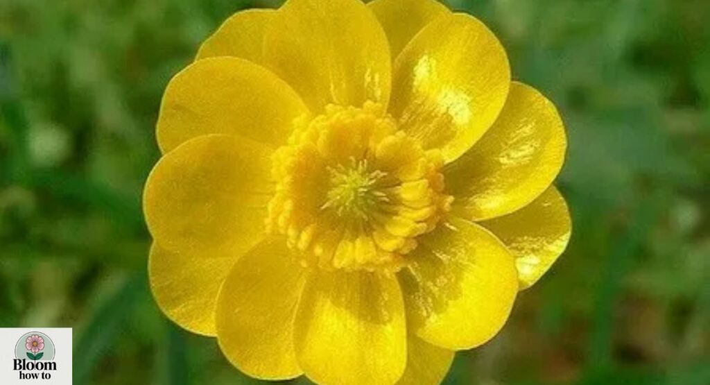 Buttercup (Ranunculus)