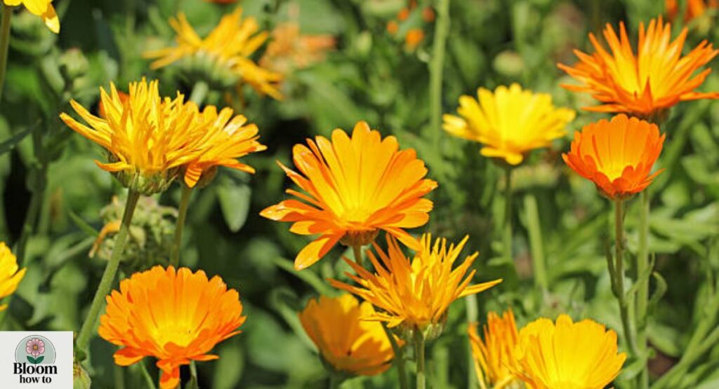 Calendula (Calendula officinalis)