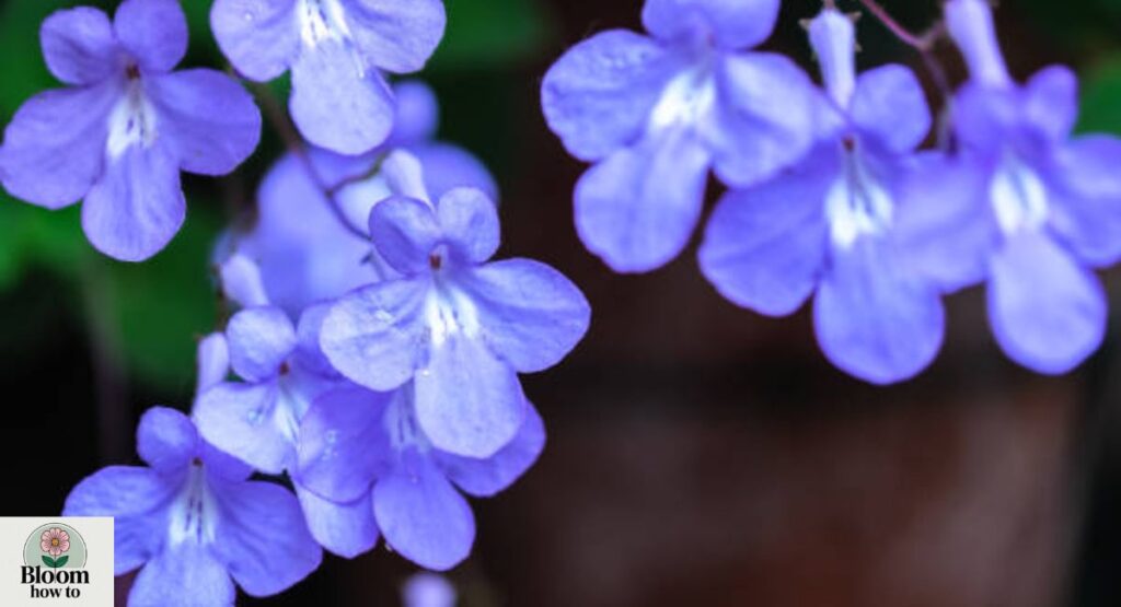 Cape Primrose (Streptocarpus)