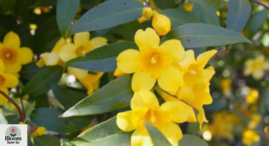 Carolina Jasmine