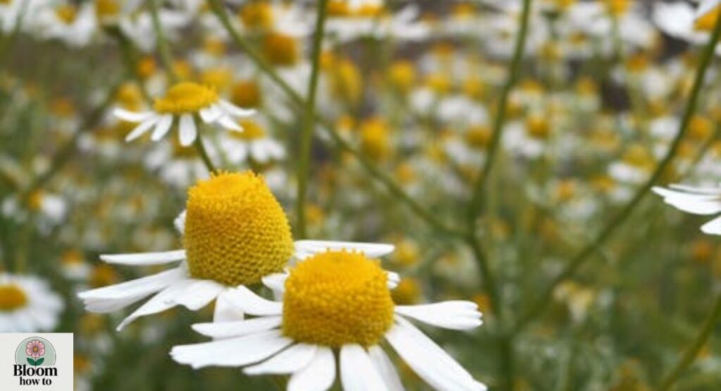 Chamomile (Matricaria chamomilla)