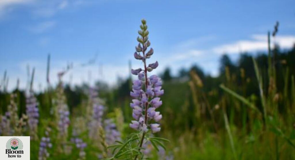 Chautauqua Lake Bloom