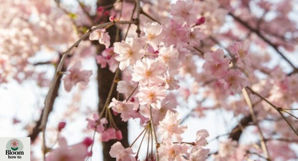 Cherry Blossom Tree