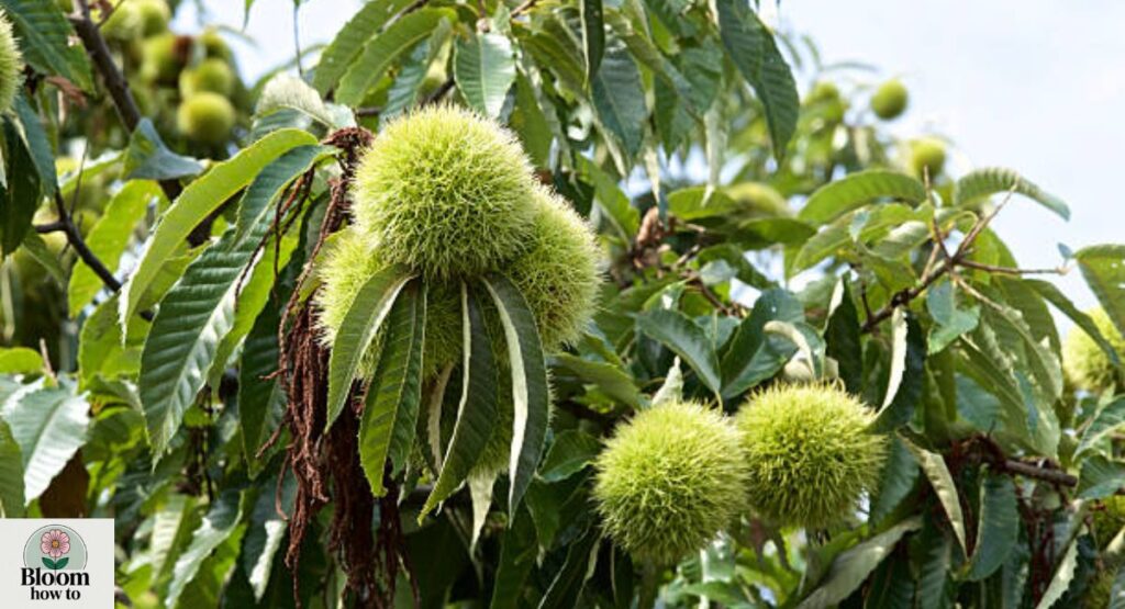 Chinese Chestnut Tree