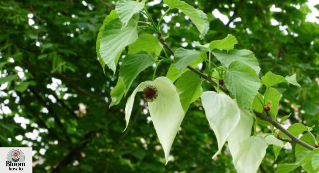 Chinese Parasol Tree