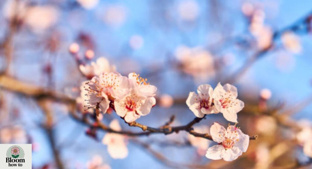 Chinese Pink Almond Tree