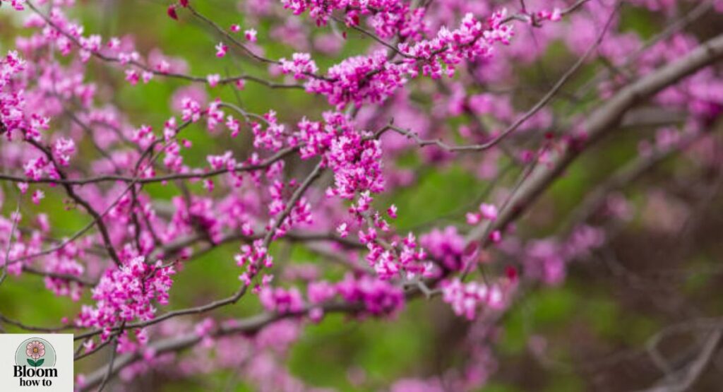 Chinese Redbud