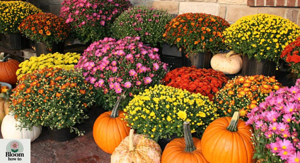 Chrysanthemum (Mum Plant)