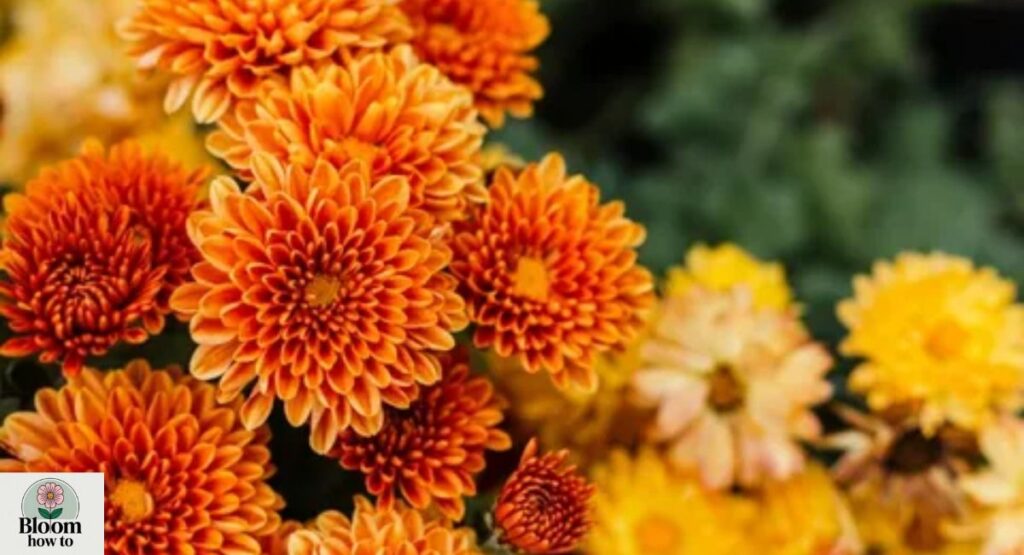 Chrysanthemum 