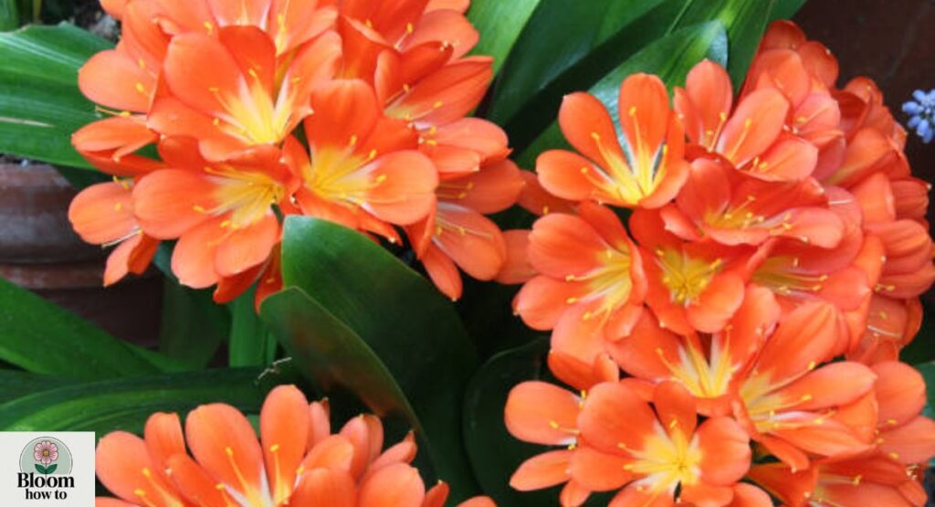 Clivia (Bush Lily)