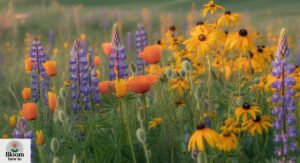 Colorful Wild Flowers: Purple, Yellow, White, Pink & Blue | Best Wild Flower Pictures & Bouquets