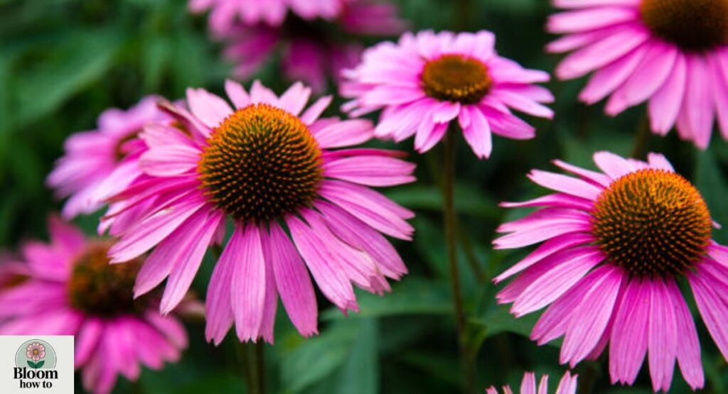 Coneflower