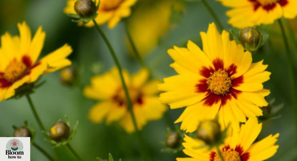 Coreopsis