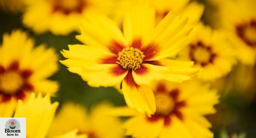 Coreopsis (Tickseed)