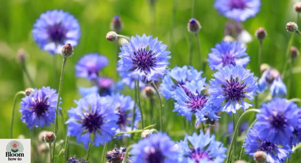 Cornflower