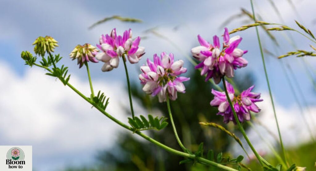 Crown Vetch