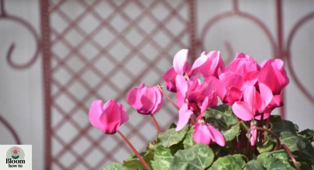 Cyclamen (Persian Violet)