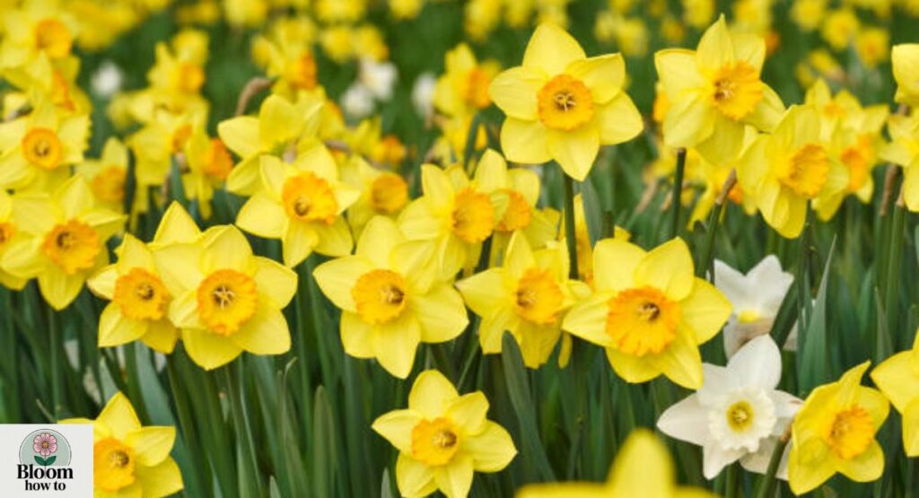 Daffodil (Narcissus)
