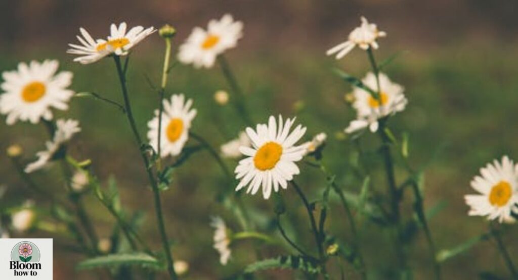 Daisy (Bellis perennis)