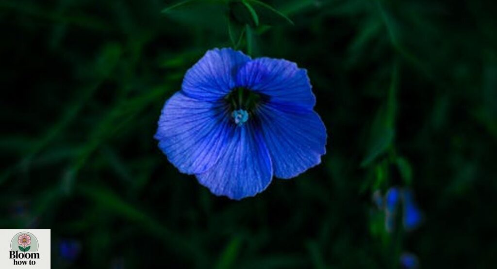 Flax Flower