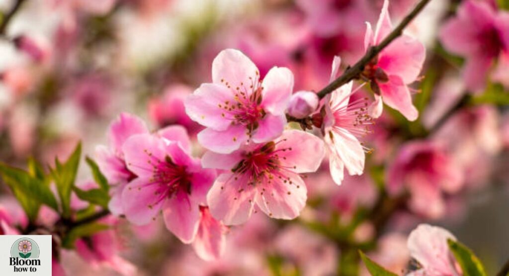 Flowering Peach
