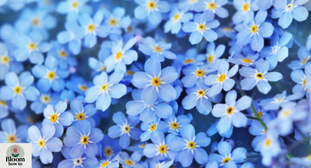 Forget-Me-Not